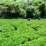 茶畑で一緒に働いてくれる方を募集します